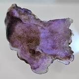 Giganteus meripilus, Giant polypore