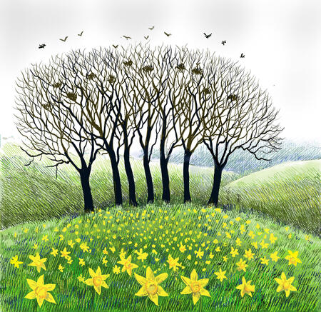 Daffodil Hill