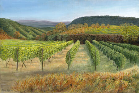 Tuscan Vineyard