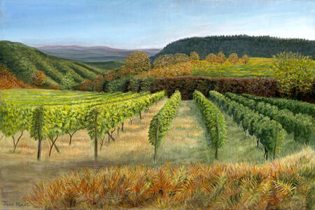 Tuscan Vineyard - Evening Sun in Tuscany