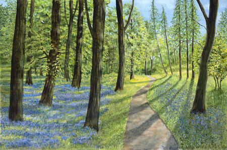 Bluebell Woods