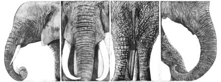 Elephant Studies