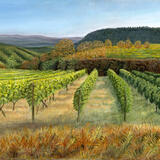 Tuscan Vineyard - Evening Sun in Tuscany