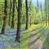 Bluebell Woods