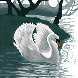 Elegant Swan