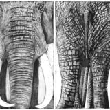 Elephant Studies