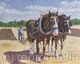 The Ploughing Competition 