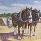 The Ploughing Competition 