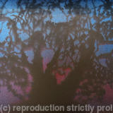 Arion VI (Olivo milenario 1.878)