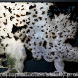 La Jana II (Olivo milenario 121)