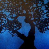 La Jana VI (Olivo milenario 123)