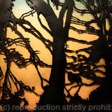 Roadside Trees (Arbres à côté de la route)