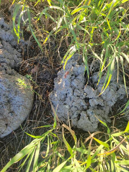 Concrete Blobs Found 