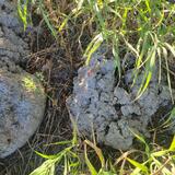 Concrete Blobs Found 