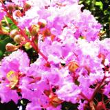 pinkvariety-CMYK-Proof