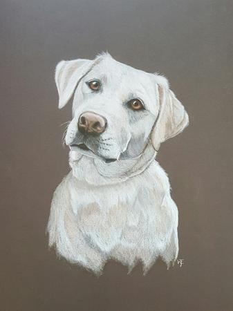 White Labrador
