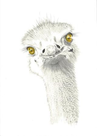 Ostrich 