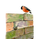 Bullfinch