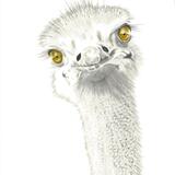 Ostrich 