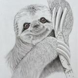 Sloth