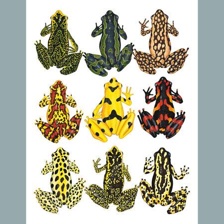 Atelopus Frogs