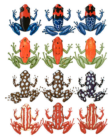 Endangered Dart-Poison Frogs