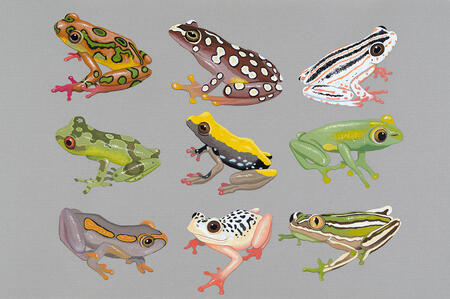 African Reed Frogs