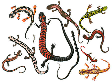 Endangered Salamanders