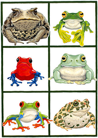 Frog and Toad Faces
