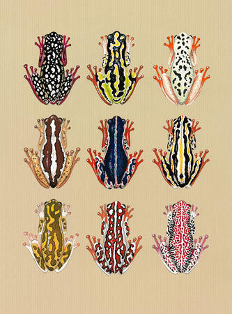 Painted Reed Frogs
