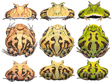 Horned Frogs