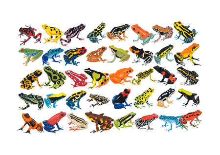 Kaleidoscopic Frogs