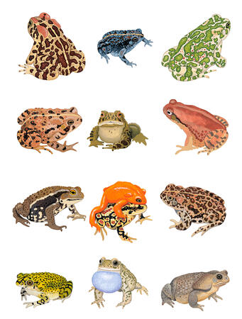 Toads