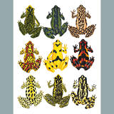 Atelopus Frogs