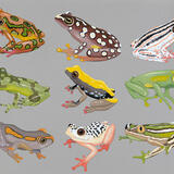 African Reed Frogs