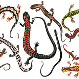 Endangered Salamanders