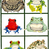 Frog and Toad Faces