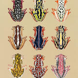 Painted Reed Frogs