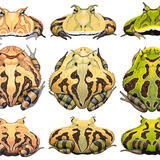 Horned Frogs