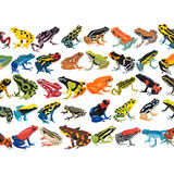 Kaleidoscopic Frogs