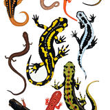 Newts and Salamanders