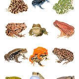 Toads