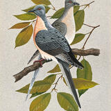 Passenger Pigeons