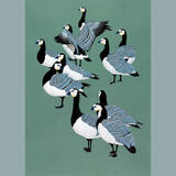 Barnacle Geese