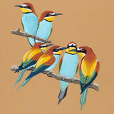European Bee-eaters