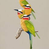 White Fronted Bee-eaters