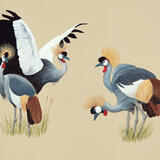 Crowned Cranes