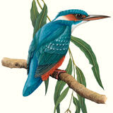 Kingfisher