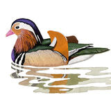 Mandarin Duck