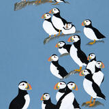 Atlantic Puffins